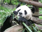 Highlight for Album: Chengdu - Panda Research Center